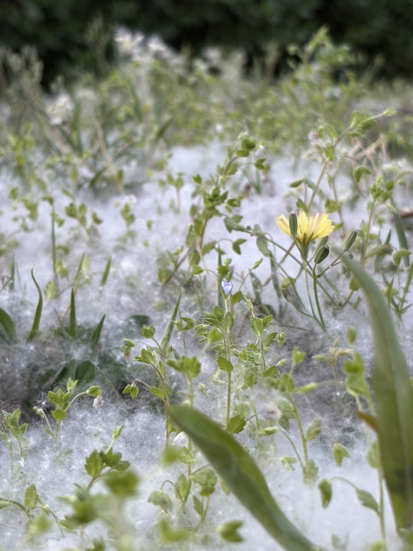 春天的“雪景” (2).jpg